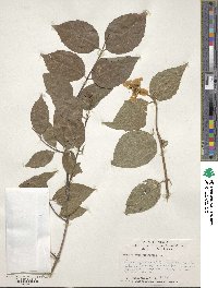 Philadelphus coronarius image