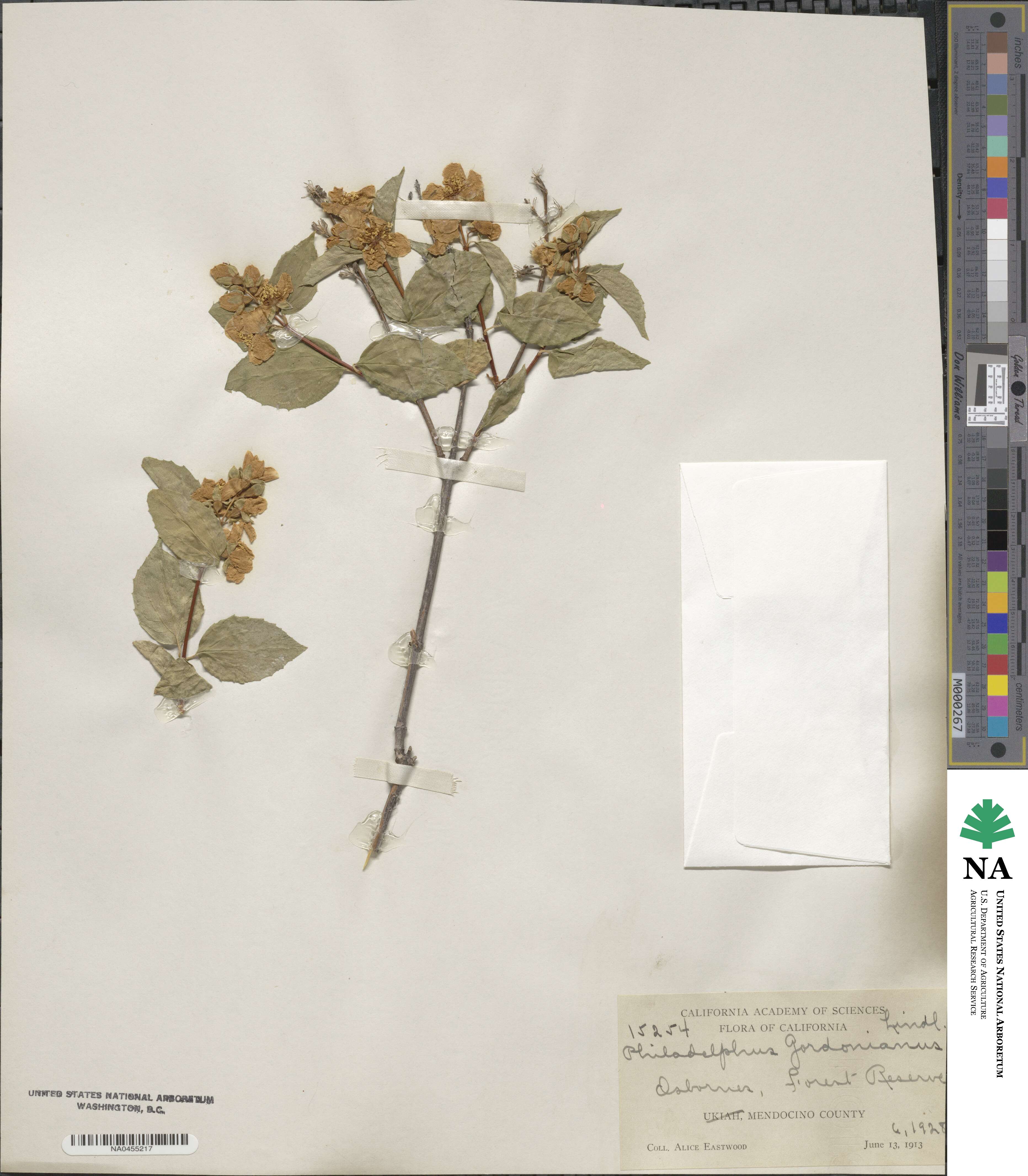 Philadelphus lewisii image