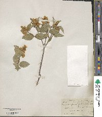 Philadelphus lewisii image