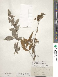 Philadelphus hirsutus image