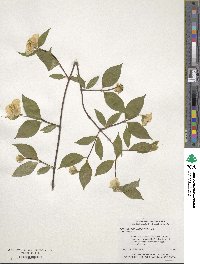 Philadelphus hirsutus image