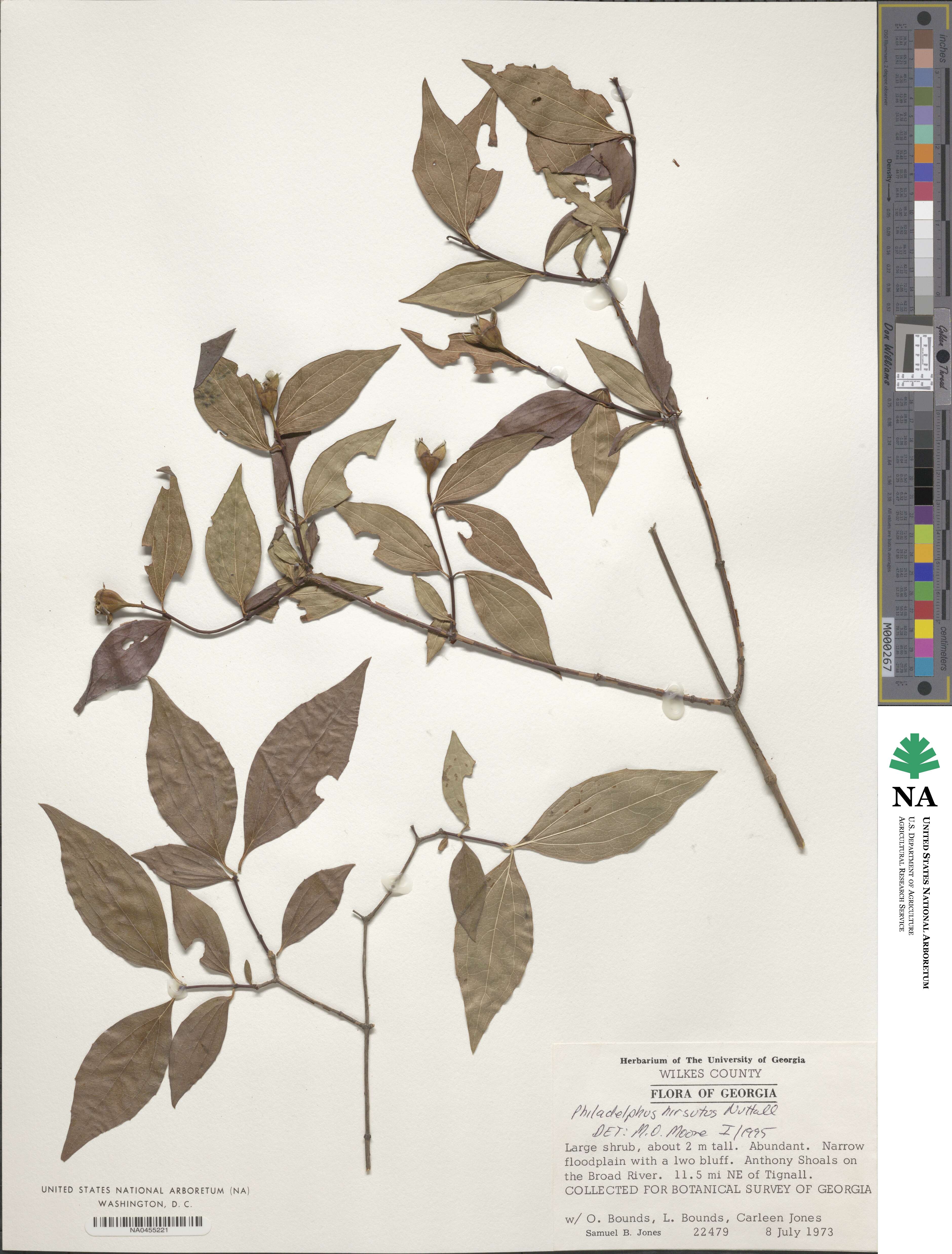 Philadelphus image