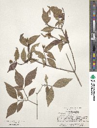 Philadelphus hirsutus image