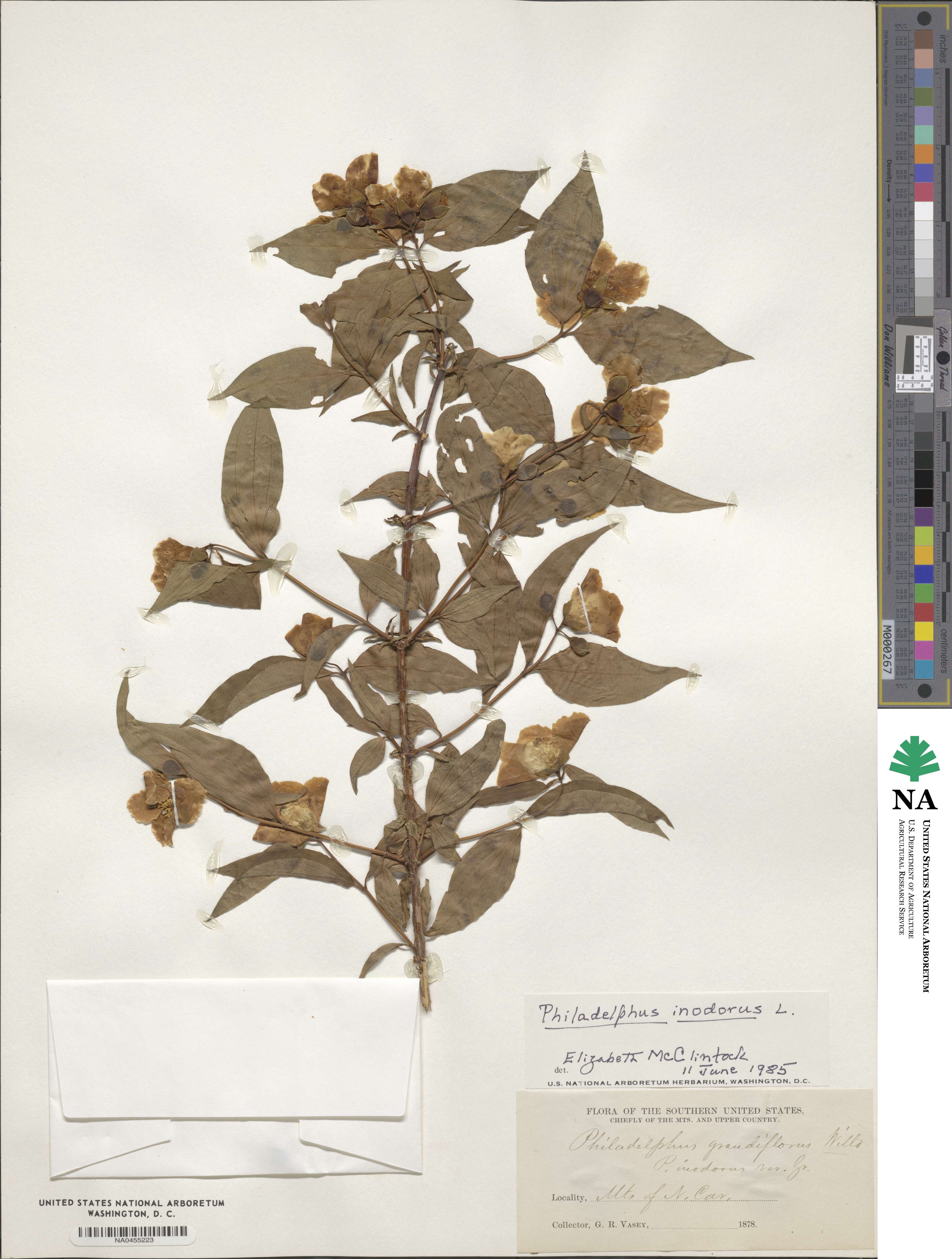 Philadelphus inodorus image