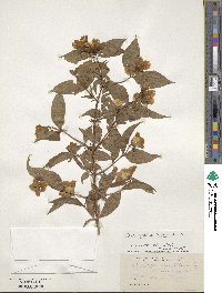 Philadelphus inodorus image