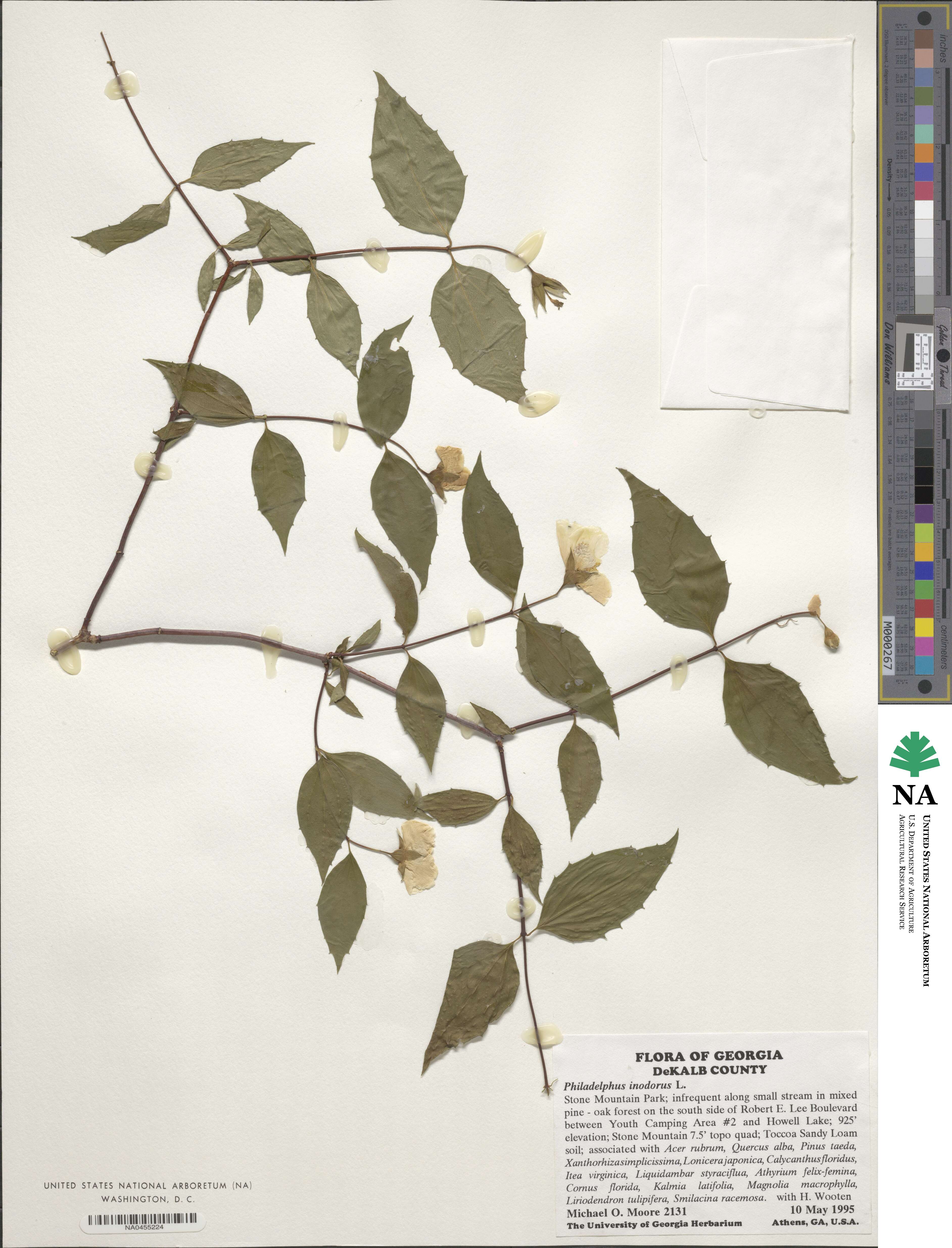 Philadelphus inodorus image