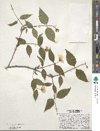 Philadelphus inodorus image