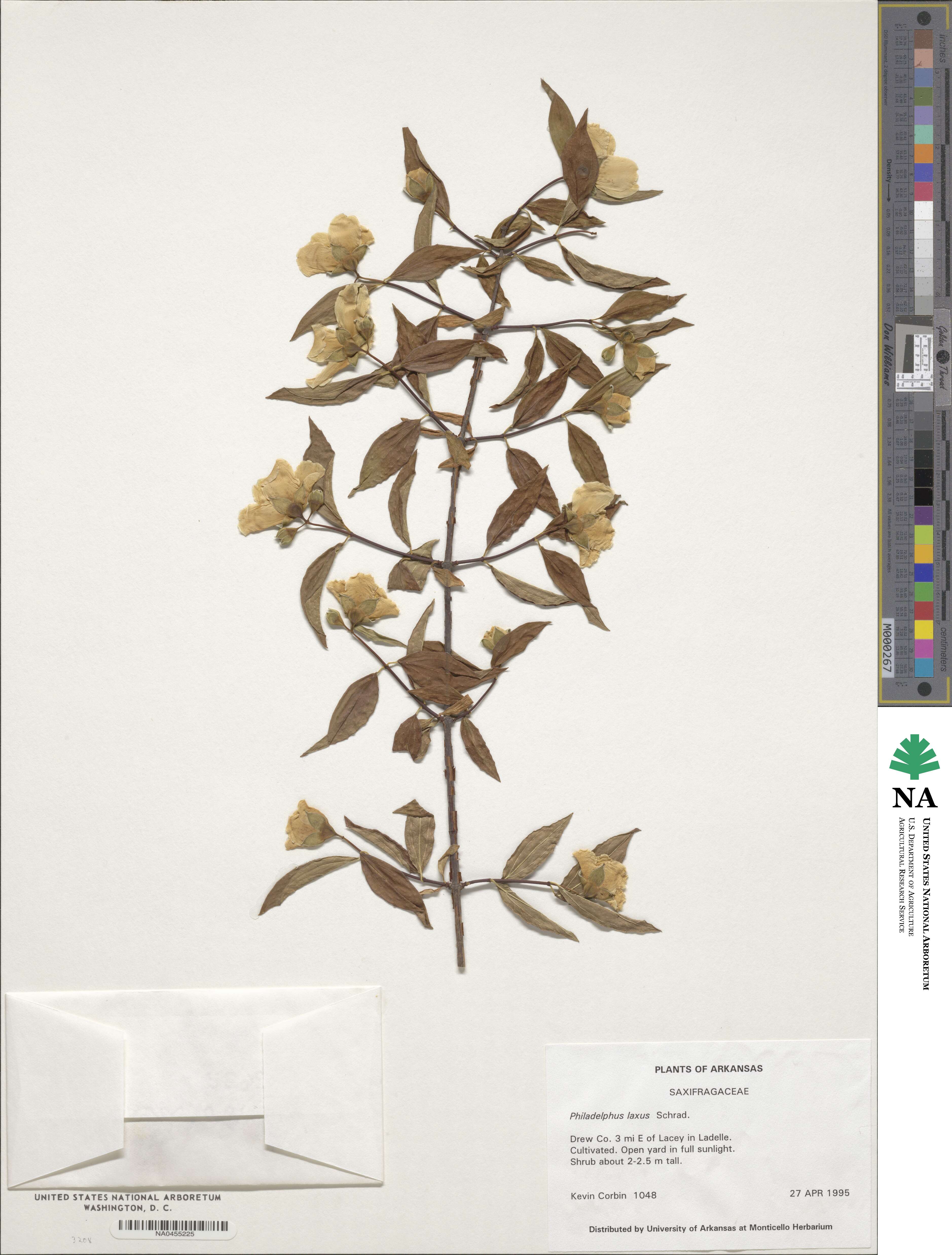 Philadelphus hirsutus image