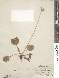 Parnassia caroliniana image