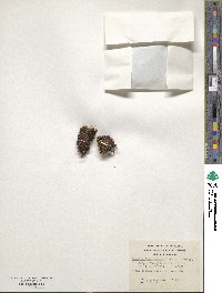 Donatia fascicularis image