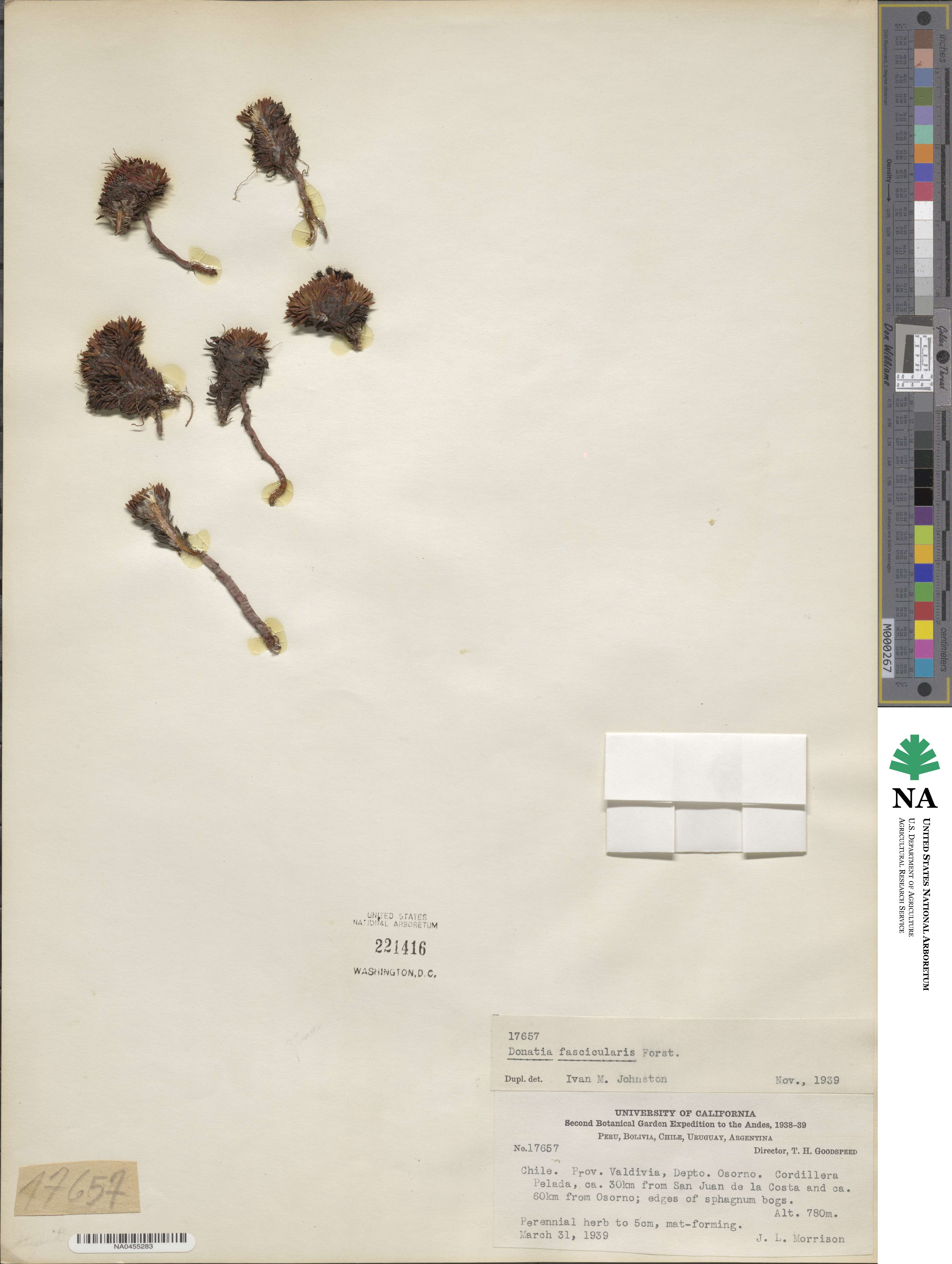 Donatia fascicularis image