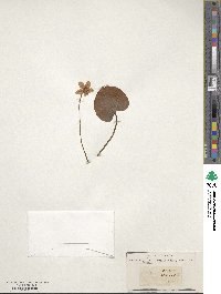 Parnassia asarifolia image