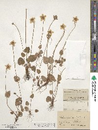 Parnassia palustris image