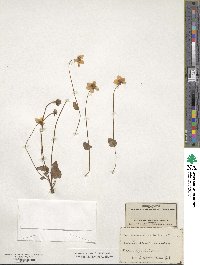 Parnassia palustris image