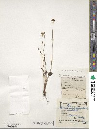 Parnassia palustris image