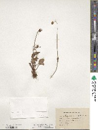 Parnassia palustris image