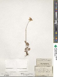 Parnassia palustris image