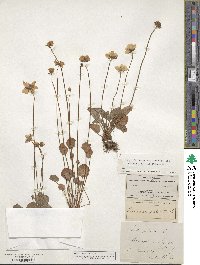 Parnassia palustris image