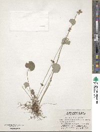 Parnassia foliosa image