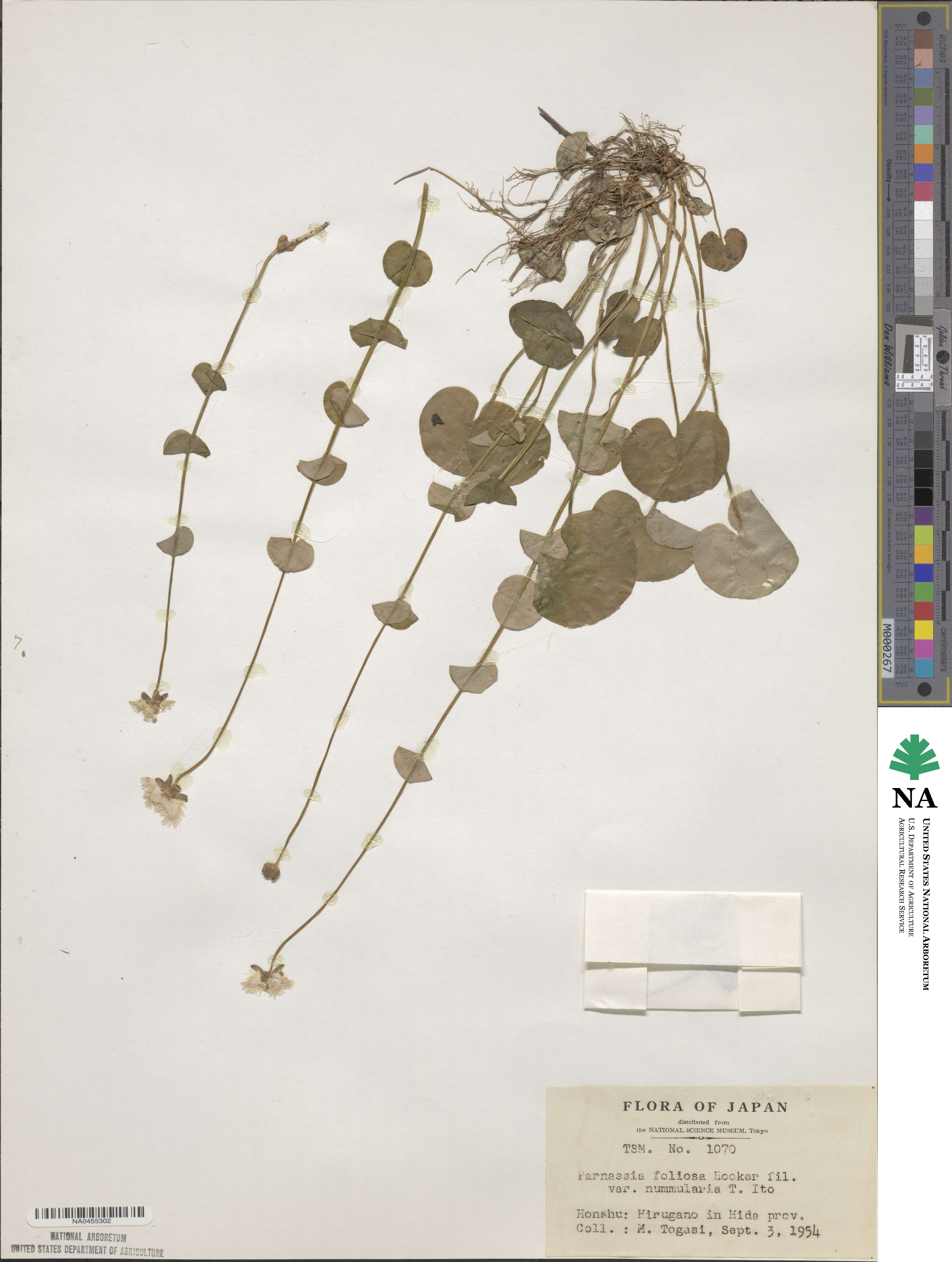 Parnassia foliosa image