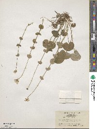 Parnassia foliosa image