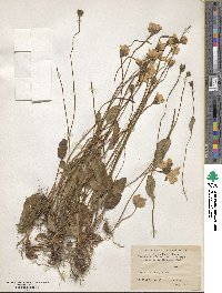 Parnassia nubicola image