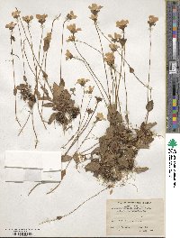 Parnassia nubicola image