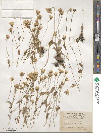 Parnassia nubicola image