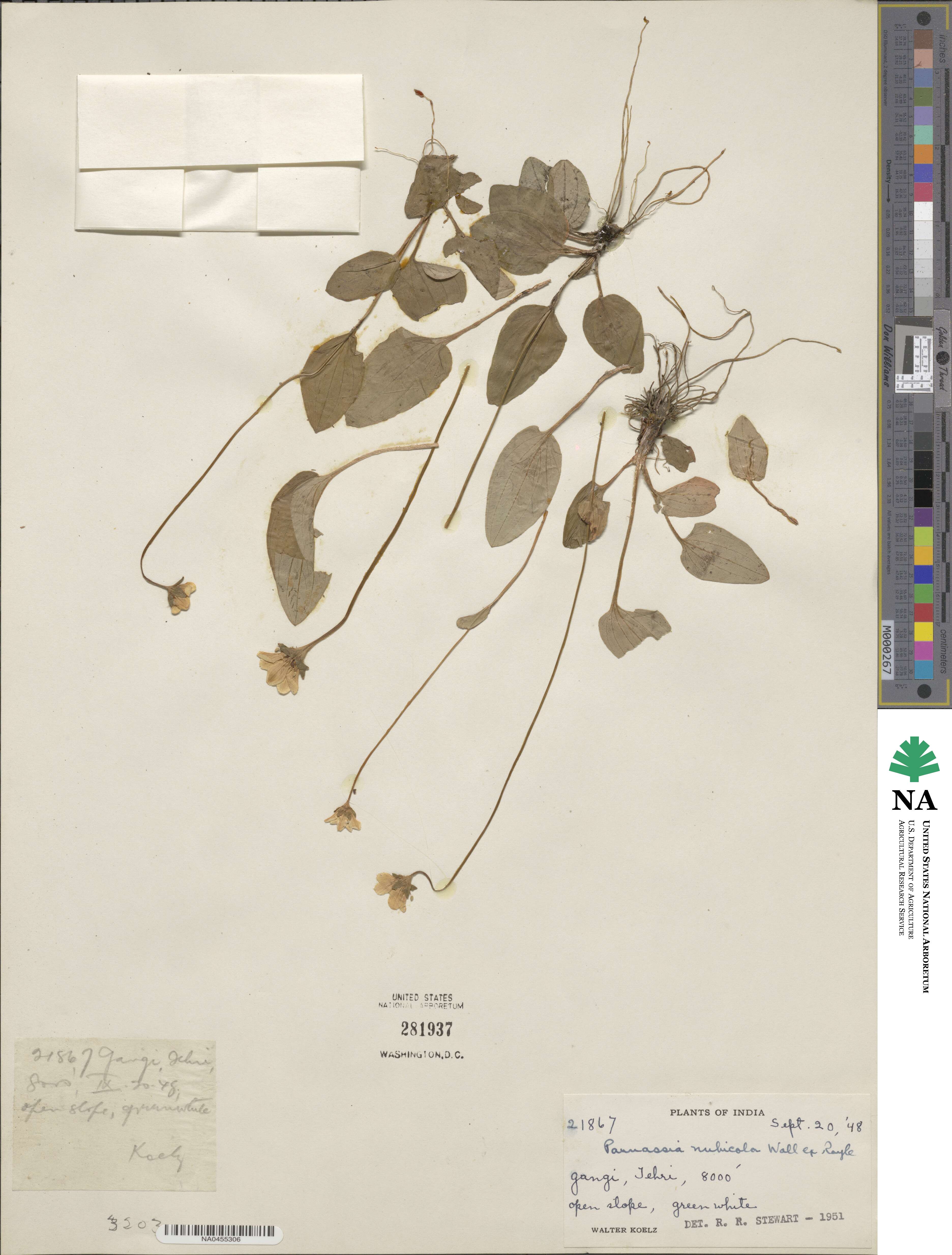 Parnassia nubicola image