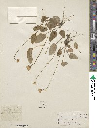 Parnassia nubicola image