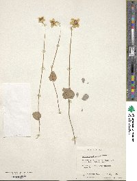 Parnassia palustris image