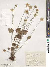 Parnassia palustris image