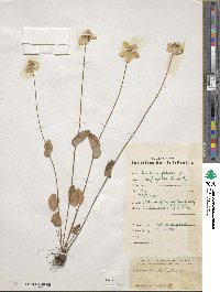 Parnassia palustris image