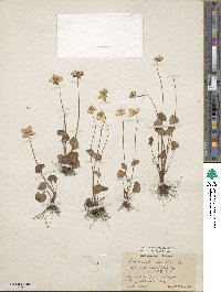 Parnassia palustris image