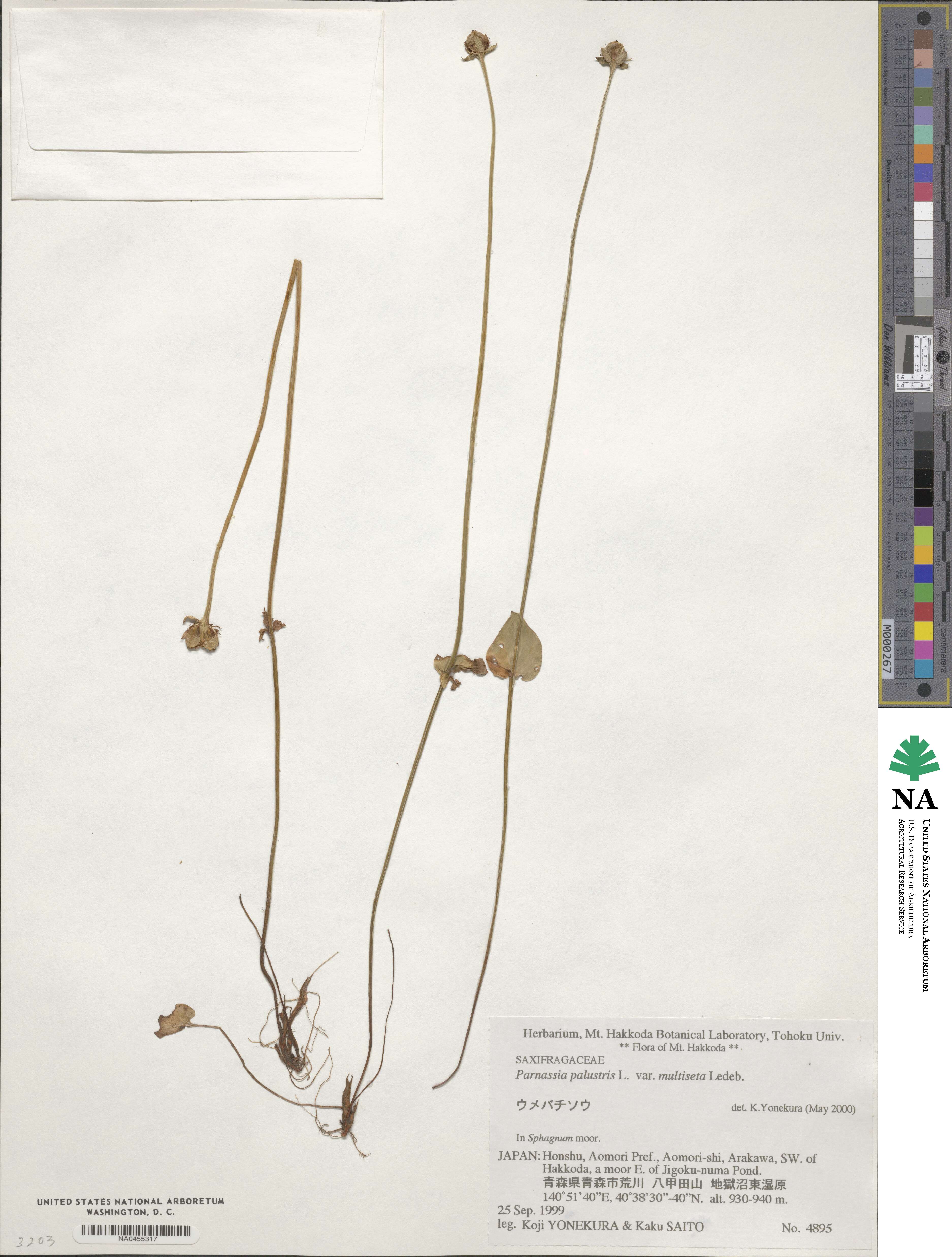 Parnassia palustris var. tenuis image