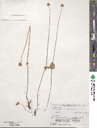 Parnassia palustris image