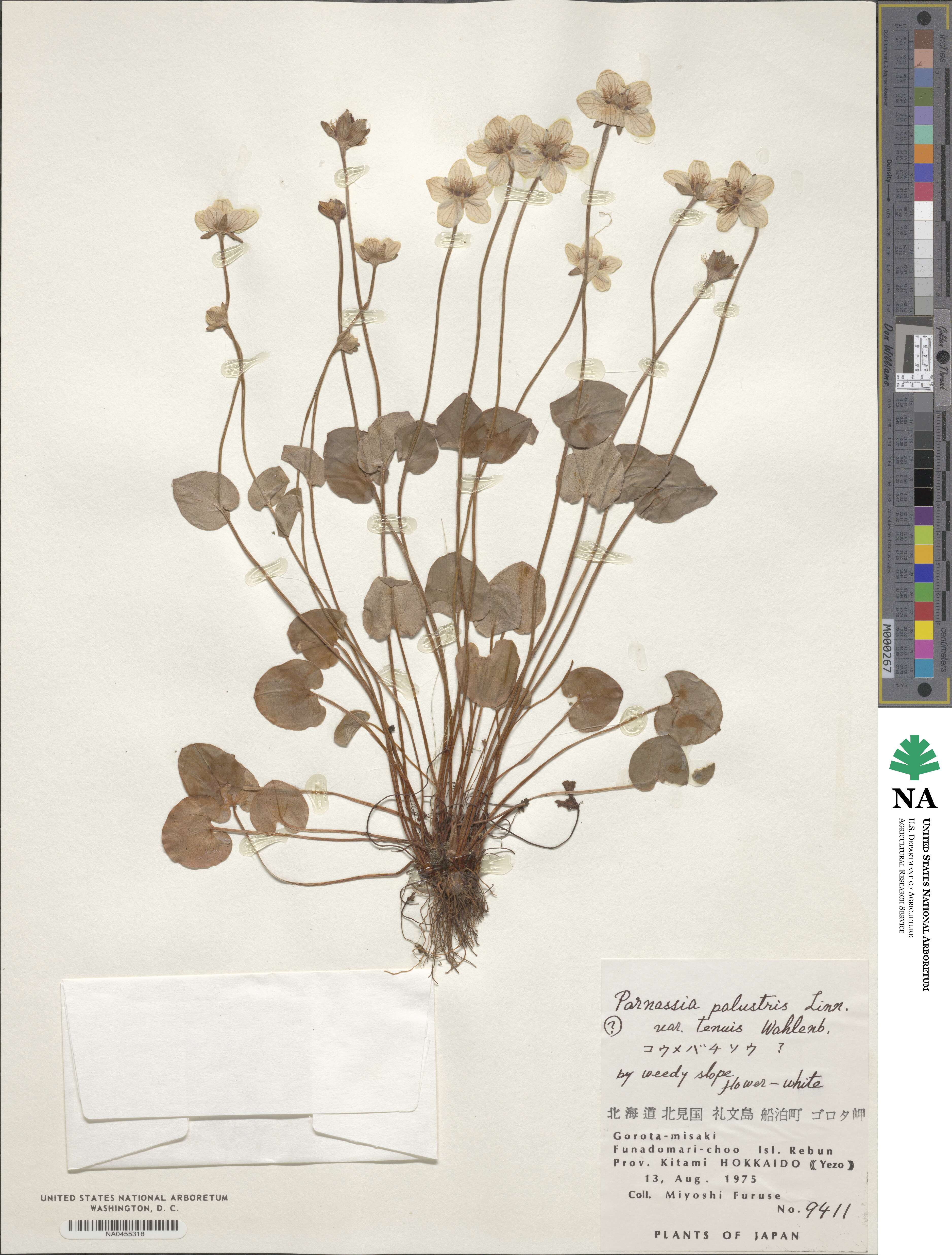 Parnassia palustris var. tenuis image