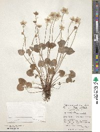 Parnassia palustris image