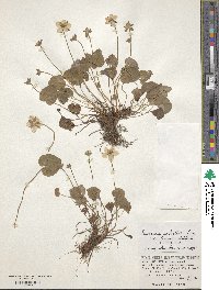 Parnassia palustris image