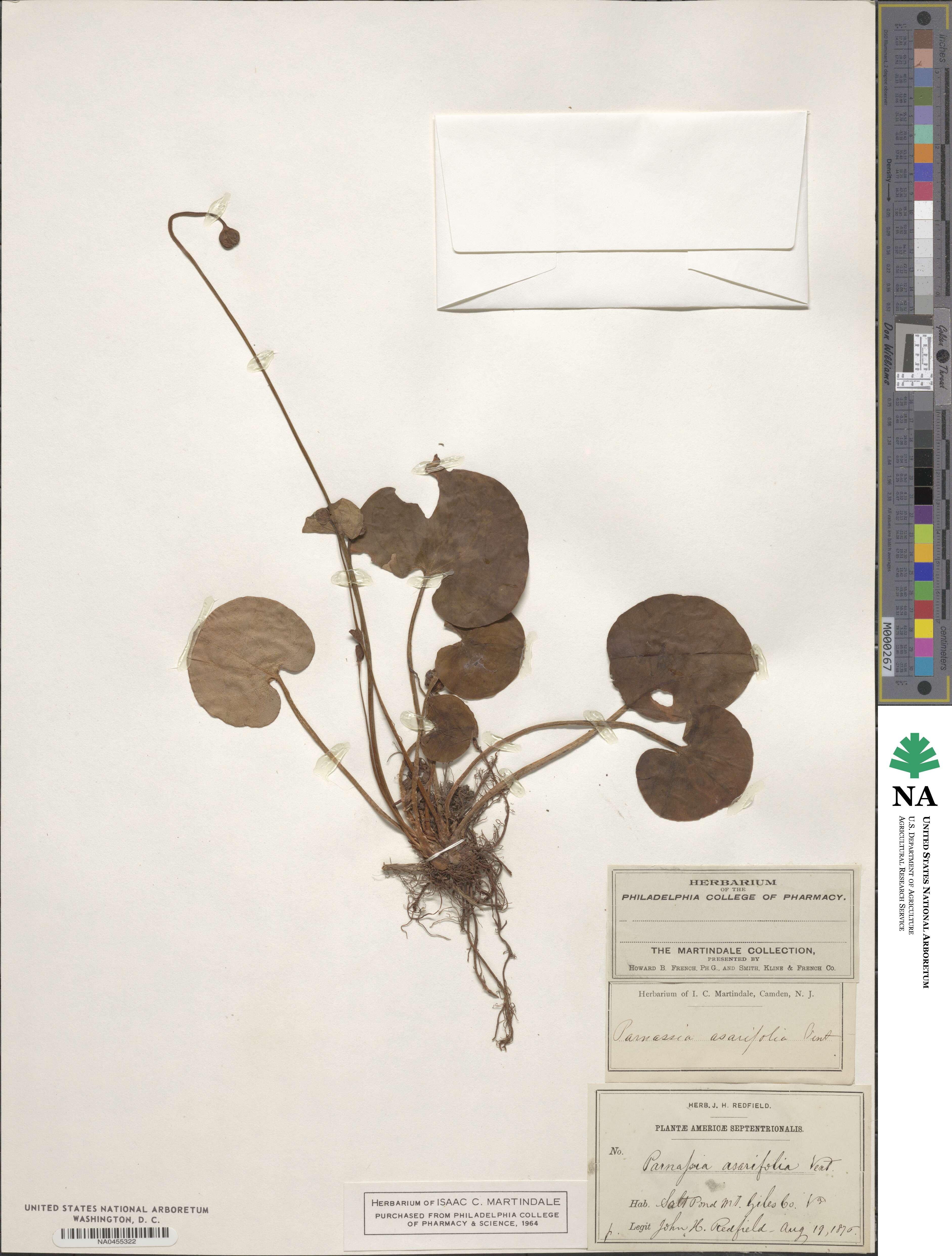 Parnassia asarifolia image