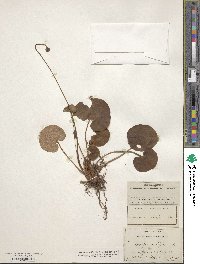 Parnassia asarifolia image