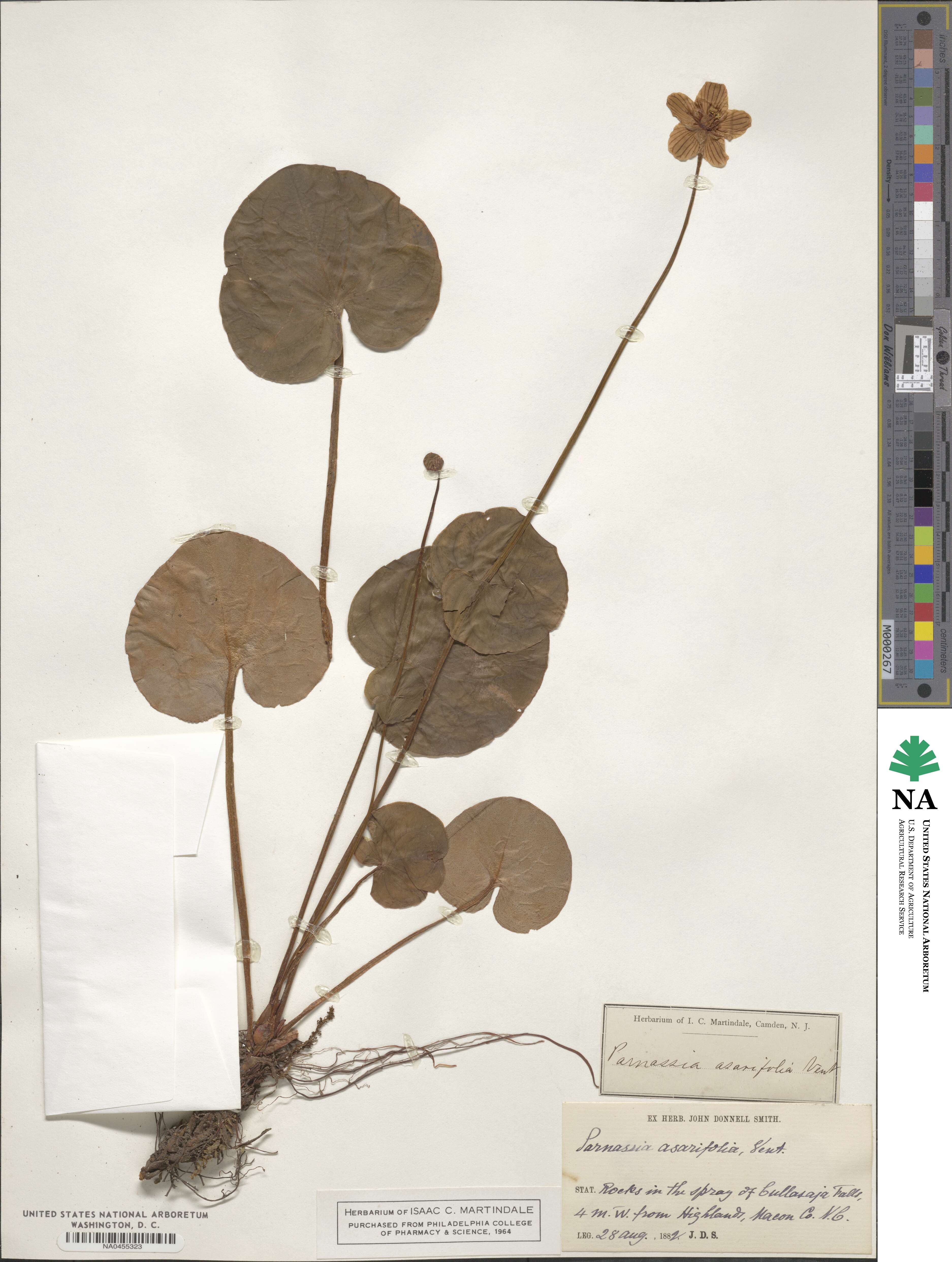 Parnassia asarifolia image