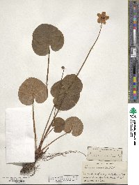 Parnassia asarifolia image