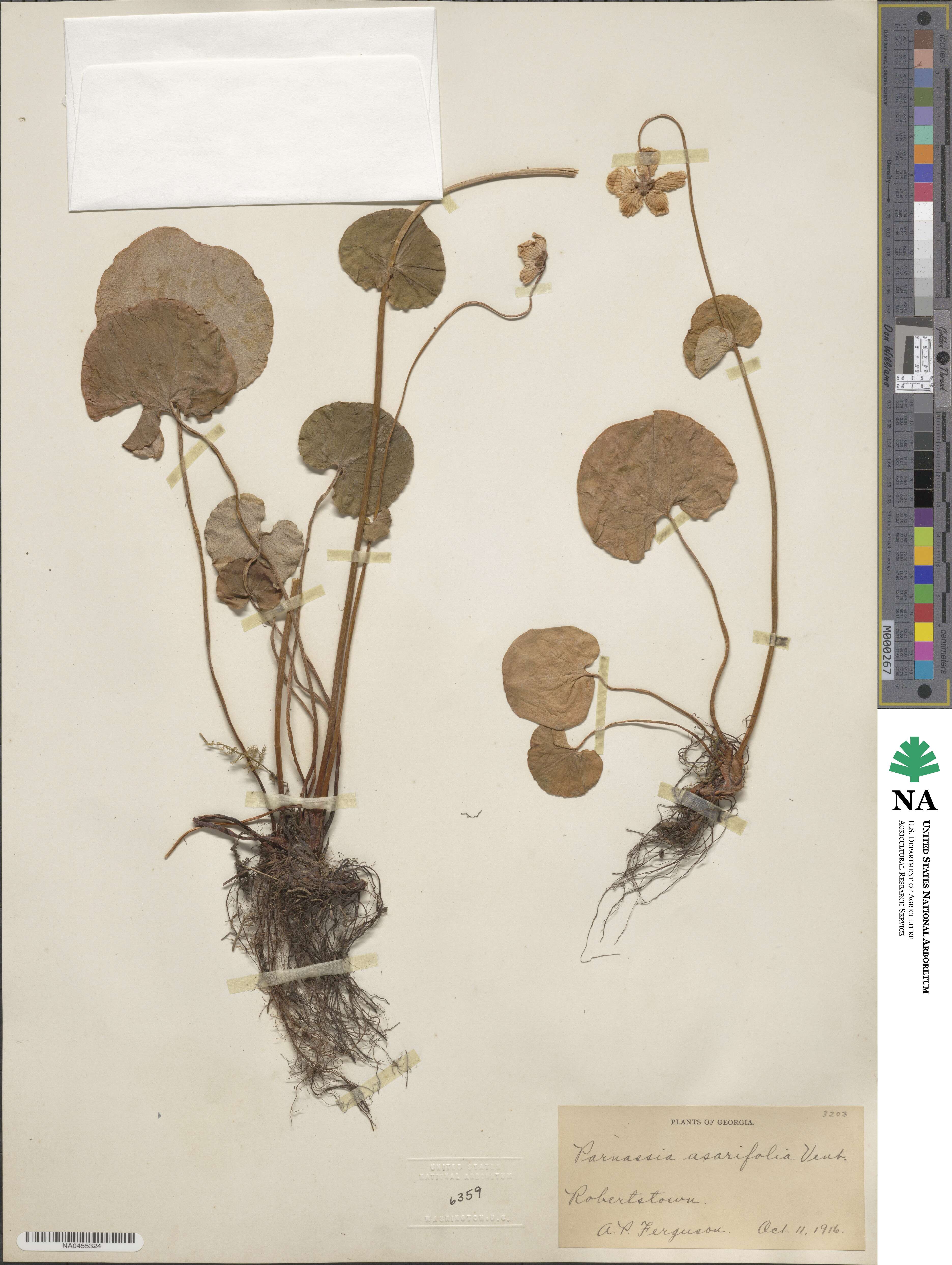 Parnassia asarifolia image