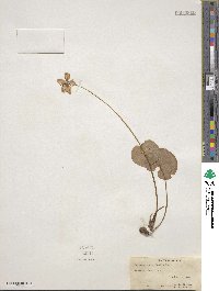 Parnassia asarifolia image