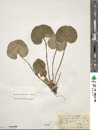 Parnassia asarifolia image