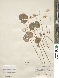 Parnassia asarifolia image