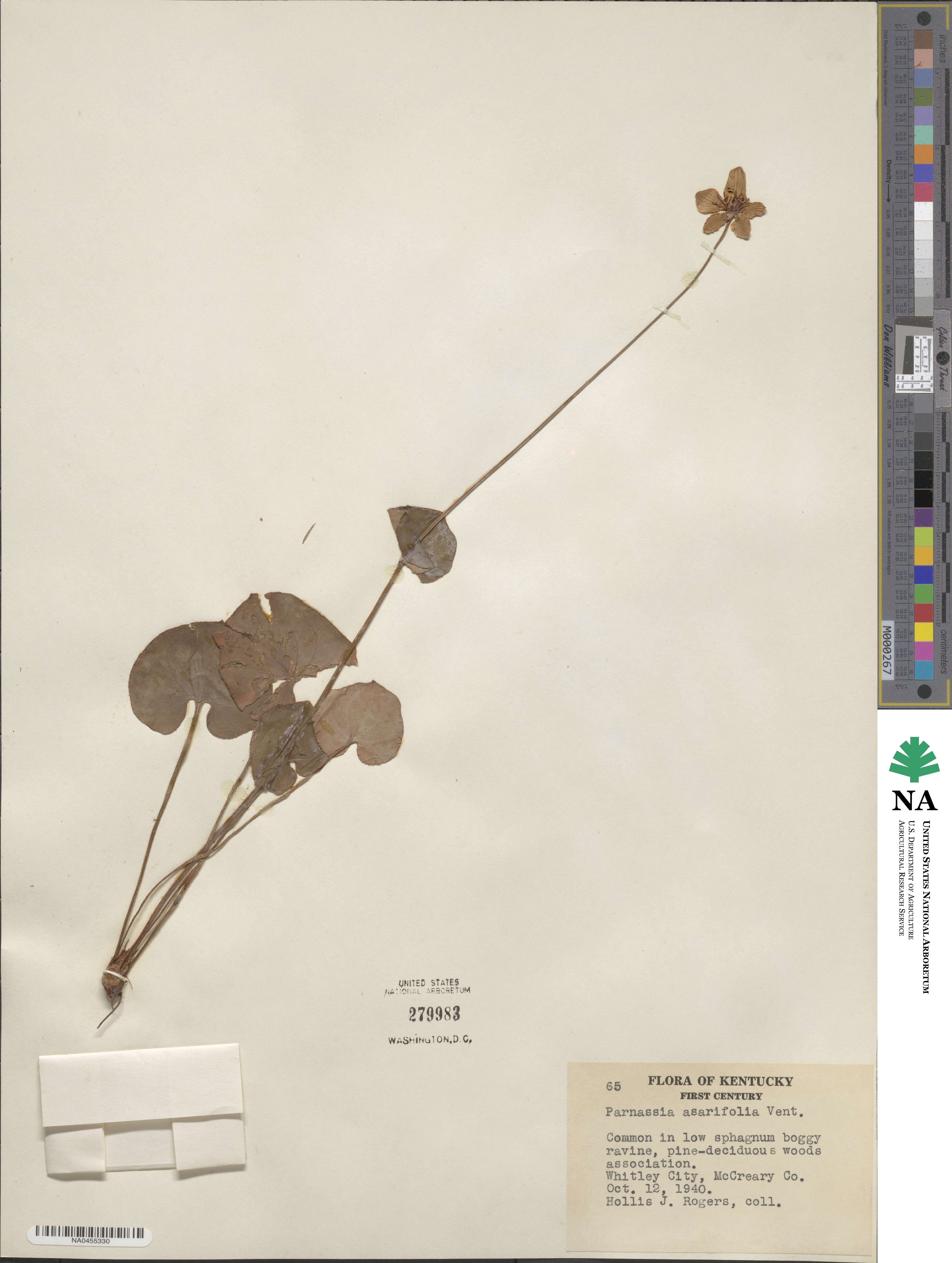 Parnassia asarifolia image