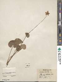 Parnassia asarifolia image