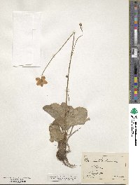 Parnassia caroliniana image